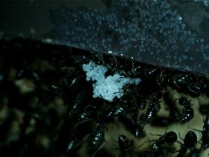 [Blog] Colonie de Lasius sp de Lockmar, oeuf_17.02.14.jpg