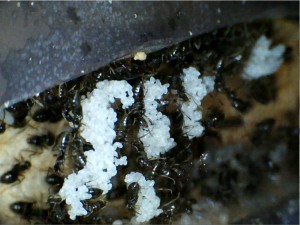 [Blog] Colonie de Lasius sp de Lockmar, oeuf_26.02.14.jpg