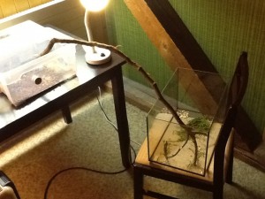 Sur cette photo on voit ma nouvelle installation., [Blog] Atta Sexdens