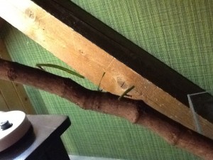 Voilà quelques ouvrières sur le chemin du retour., [Blog] Atta Sexdens