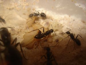 Les Camponotus de funkyben, DSC06333.JPG