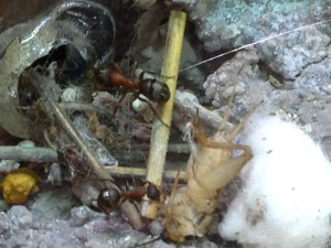 Pseudo dôme, Photo6.jpg