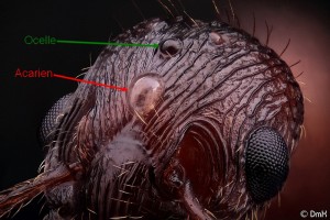 Des acariens ?, acarien vs ocelle.jpg