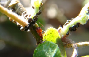 Elevage de pucerons made in Seednoir, Cremato1.jpg