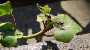 Elevage de pucerons made in Seednoir, Cremato4.jpg