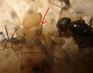 Les Camponotus de funkyben, cocon.jpg