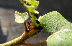 Elevage de pucerons made in Seednoir, Cremato5.jpg