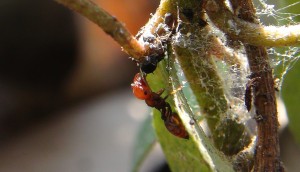 Elevage de pucerons made in Seednoir, Cremato3.jpg