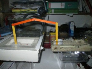 [Blog] Les Formica sanguinea de mcabioch, IMG_0928.jpg
