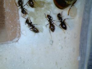 Identification, deuxième passage., fourmis2.jpg