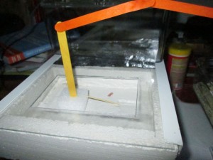 [Blog] Les Formica sanguinea de mcabioch, IMG_0929.jpg