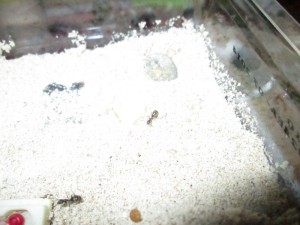[Blog] Les Formica sanguinea de mcabioch, IMG_0933.jpg