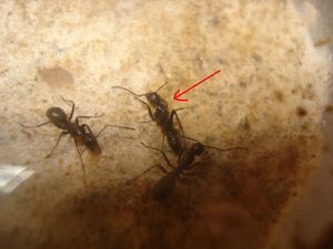 Après la toilette par l'ouvrière en dessous..., Les Camponotus de funkyben