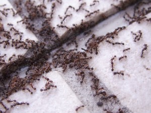 Montrez-nous des batailles de fourmis [In natura], PICT0052.JPG