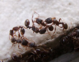 Montrez-nous des batailles de fourmis [In natura], PICT0063.JPG
