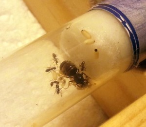 [Blog] Les colonies de PasPayer, 6.jpg