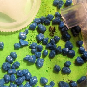 [Blog] Les colonies de PasPayer, 5.jpg