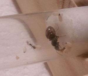 [Blog] Les colonies de PasPayer, 3.jpg