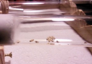 [Blog] Les colonies de PasPayer, 2.jpg