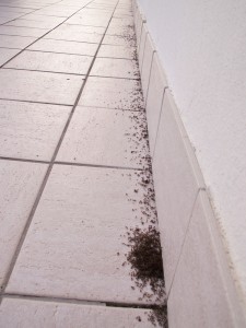 Montrez-nous des batailles de fourmis [In natura], PICT0052.JPG