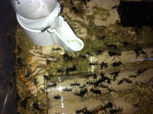 Re: [Blog] Camponotus fulvopilosus, IMG_0922.JPG