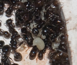 messor, [Blog] Les Messor barbarus de Aymeric