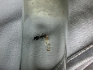 [Blog] Crematogaster scutellaris d'Elcia, IMG_2935.JPG