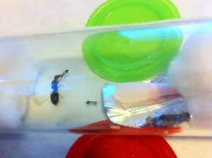 [Blog] Crematogaster scutellaris d'Elcia, IMG_2963.JPG