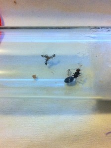 [Blog] Crematogaster scutellaris d'Elcia, IMG_2974.JPG