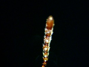 Massue Couleur, [Aphaenogaster cf subterranea] Les piliers de ma colonie
