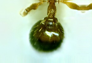 [Aphaenogaster cf subterranea] Les piliers de ma colonie, New-Out99995-_Pyramid Maximum Contrast[1,0,1].jpg