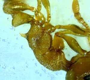 Thorax vu de profil d'une Temnothorax aff. lichtensteini., [Aphaenogaster cf subterranea] Les piliers de ma colonie