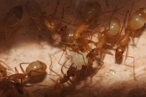 [Blog] Camponotus africaines, sanctus et sp d'Afrique de l'est, DSC01596.JPG