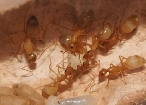 [Blog] Camponotus africaines, sanctus et sp d'Afrique de l'est, DSC01598.JPG