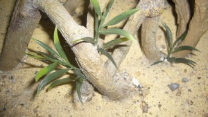 Mes aires de chasse, P1080302.JPG