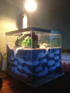 Fabrication premier biorama, IMG_2441.JPG