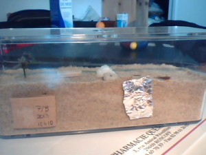 [Blog] 4 gynes ça fait beaucoup. Sauf chez Myrmica., Picture 173.jpg