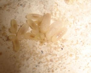 Les Camponotus de funkyben, cruentatus1.jpg