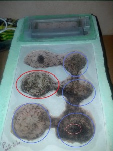 **Fin** [Blog] Pheidole pallidula de Matty, m_ph_00.jpg