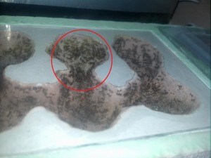 **Fin** [Blog] Pheidole pallidula de Matty, m_ph_01.jpg