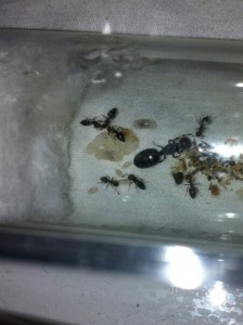 Phénomène étrange, photo 1_1.jpg