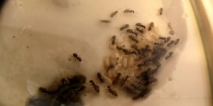 Immersion dans ma colonie de Lasius cf. niger, couvain yakko 2.jpg