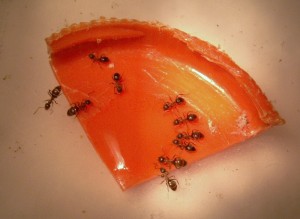 [Blog] Les colonies de Reversi, lll.JPG