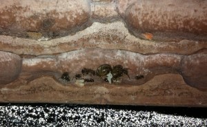 [Blog] Lasius emarginatus d'Elcia, IMG_2254.JPG