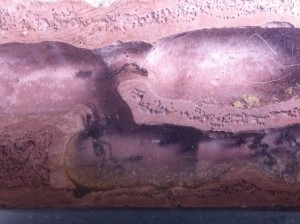 [Blog] Lasius emarginatus d'Elcia, IMG_3039.JPG