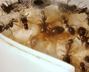 [Blog] Les colonies de Reversi, PICT0055.JPG