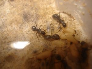 Les Camponotus de funkyben, DSC06426.JPG
