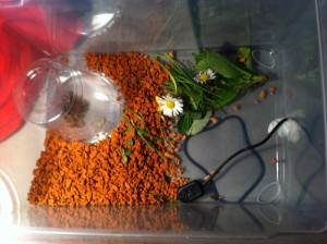 L'installation 90% d’hygrométrie., [Blog] Atta cephalotes MessorMax