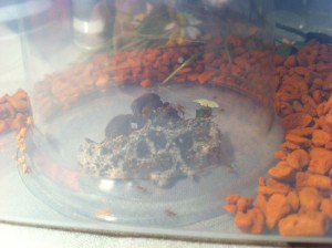 Découpe de feuille, [Blog] Atta cephalotes MessorMax