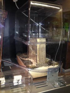 [Blog] Crematogaster scutellaris, Photo32.jpg